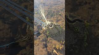 Giant clam squirting