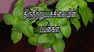 Information and Benefits of Basil leaves in tamil | திருநீற்றுப்பச்சிலையின் பயன்கள் | Pachailai