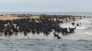 Wow! Fur seals everywhere! in Namibia: オットセイの大群！ナミビアのワルヴィスベイ（ワルビスベイ）には200万頭ものオットセイが生息しています