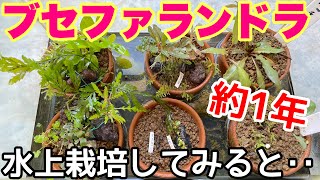 ブセファランドラを水上葉で約１年育ててみると意外な結果が・・陰性水草を水上葉で簡単に育てる！ミスト式　アクアリウム　アクアテラリウム