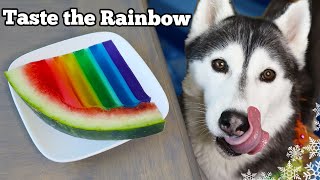 Rainbow Watermelon Gummy Dog Treats 🍉 DIY Dog Treats
