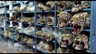 Horrific drive to Extinction II  -  Brutal Farming of endangered tigers for skin and bones