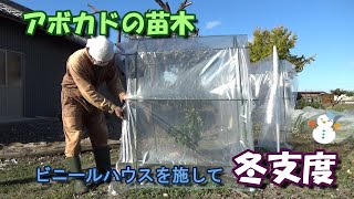 【家庭菜園】アボカドを家で育ててたらふく食べたい！⑤－ビニールハウスを施して冬支度－