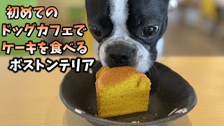 【ボストンテリアのテンくん】vol.42 初めてのドッグカフェ