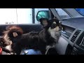 chihuahua is afraid of the car wash machine チワワ、初めての自動洗車機に怯える！ ﾟДﾟ