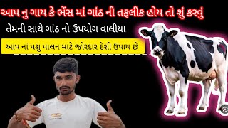 આપ નાં પશુ ને શરીર ઉપર થતી ગાંઠ હોય તો શું કરવું ધરેલું ઉપાય છે|| પશુ ને થતી ગાંઠ હોય તો શું કરવુ ||