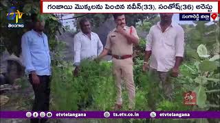 Ganza Plants Destroyed by Narayankhed Police | గంజాయి మొక్కలు ధ్వంసం చేసిన నారాయణఖేడ్  పోలీసులు