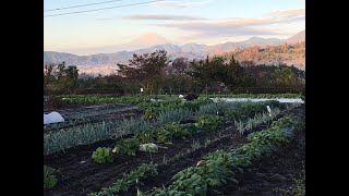 玉ねぎの２月収穫を目指して