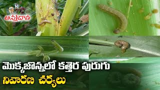 Integral Measures for Fall Army Worm in Maize | మొక్కజొన్నలో కత్తెర పురుగు