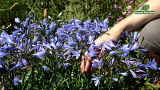 Agapanthus Summer Love™ 'Blue' - Premium Annuals - Kernock Park Plants 2021 Introductions