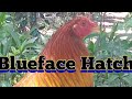 TOP of the Line Blueface Hatch, Florida Gamefowl Farm