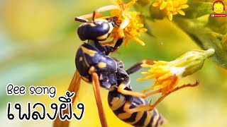 เพลงผึ้งน้อย ผึ้งตัวเป็นๆ ผึ้งตัวจริง Bee song