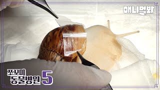 Animal Hospital for Tiny Animals S5 E2 : African Giant Snail ‘Choco’