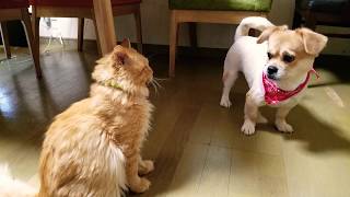 遊びたい犬 vs 遊びたくない猫