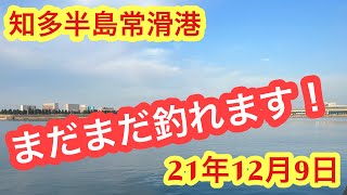 【愛知県釣り】爆釣！知多半島！常滑港！釣果速報21年12月9日！