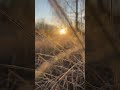 Сказочное солнечное утро ❄️☀️ природа солнце зима