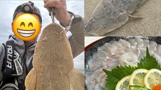 立派なコチが釣れたので、捌いて最高の酒飲んだ！