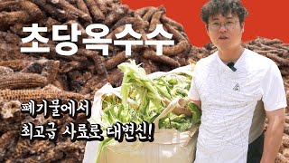 국내 최초, 초당옥수수 폐기물로 최고급 소 사료(소 전용 김치, 사일리지) 만들기 Korean Super Sweet Corn Silage