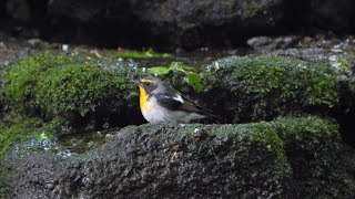 山中湖 大洞の泉のキビタキ（雄・若鳥）の水浴び　その１８（4K60P動画）