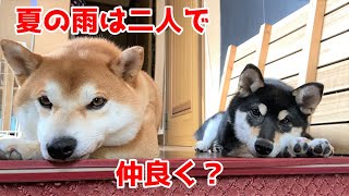 【柴犬子犬】てん＆くうちゃん、雨の日は仲良し？　太郎の犬モノガタリ第381話