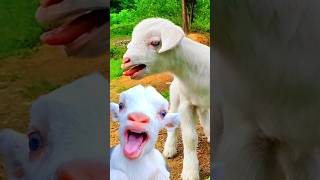 Cute Goat KID \u0026 Puppy 🥰❤️