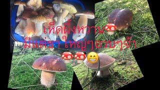 เก็บเห็ดผึ้งหวาน🍄🍄ในเดนมาร์ก14/9/63ได้หลายคักจ้า