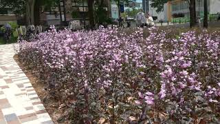 としまえんの跡地　開園直後の都立練馬城址公園を歩く（エントランス交流ゾーン）（２０２３年５月６日（土）撮影）