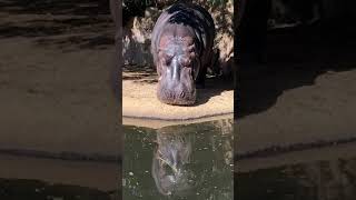 💛水面に逆さカバの出目男さん💕😊(王子動物園)