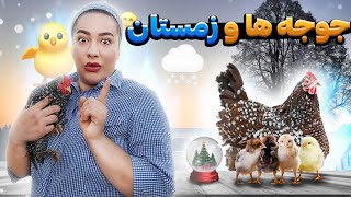 نگهداری از جوجه یک روزه در فصل های پاییز و زمستان | لانه مناسب جوجه یک روزه و غذا و مراقبت های ویژه