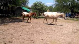 RANCHOLAROSA, YEGUAS SALIENDO A LA PASTA#CRIADORESDECABALLOS