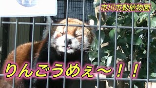 レッサーパンダ[市川市動植物園]　りんごタイム　ライチ君