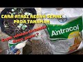 Atasi dan mencegah rebah semai pada tanaman