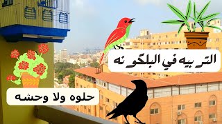 مخاطر تربيه الطيور في البلكونه ومميزاتها