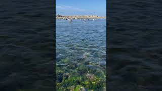 【15秒の北海道旅行　美国川のせせらぎとカモメの鳴き声】　癒し　水の音　カヤック　絶景　自然音　環境音　shorts water stream natural sound  bird chirping