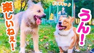 ドッグランでコーギー犬のなかよし友だちができました！