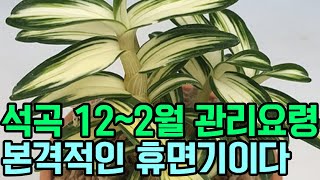 12~2월의 석곡관리 요령 (본격적인 휴면기) [꽃밭에서 난원]