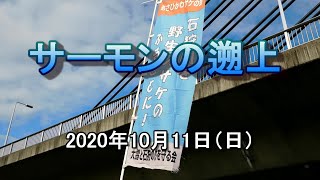 自宅そばの川に鮭が来てるか見てみた1【旭川市】