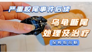 发生严重咬尾，导致乌龟断尾怎么办？两分钟教你处理及治疗方法！