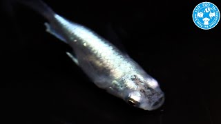 【チャーム】流星ダルマメダカ 強光～スーパー強光 Oryzias latipes var. メダカ charm動画