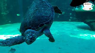 Beautiful Relaxing Music, Underwater Tropical fish, Coral reefs, Sea Turtles in 4k by (Tim Janis)