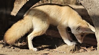 4K　仲良くなりたいのに～～　フェネック　埼玉県こども動物自然公園にて　2020年3月1日　C0221