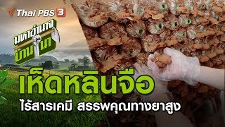 เห็ดหลินจือ : มหาอำนาจบ้านนา (20 ต.ค. 62)