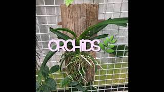 Tropical Orchid Species: EPIPHYTES