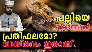 പല്ലിയെ കൊന്നാൽ പ്രതിഫലമോ വാസ്തവം ഇതാണ്../The lizard #palliyali vlog #noushad