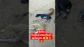 ඔන්න.වැල්ලේ.කොල්ලෝ.තුන්දෙනා..😏😏😏😏🐈🐈🐈🐈🤷