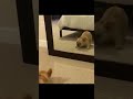 funny animals # confusing animal behavior # unhappy animals # funny funny videos