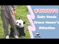 Baby Panda Draws Nanny's Attention | iPanda #shorts