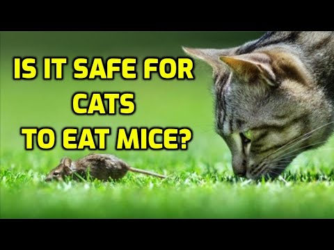 Is it OK for my cat to eat mice?