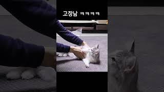 훈련을 너무 열심히 해서 고장난 고양이 ㅋㅋ