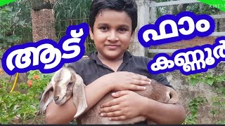 Goat Farm Kannur/ആട് ഫാം കണ്ണൂർ/Mariyam dairy farm Kannur